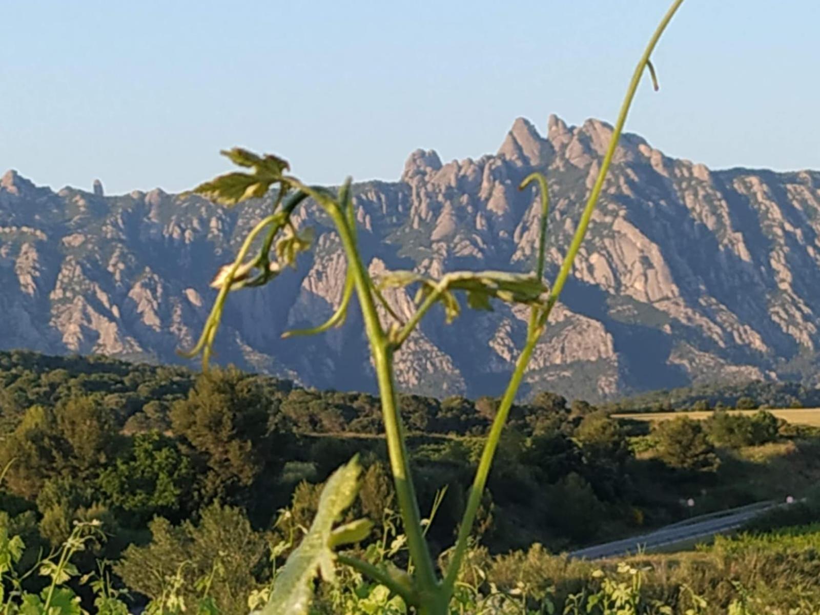 La Casa Vella El Bedorc Pension Piera Buitenkant foto