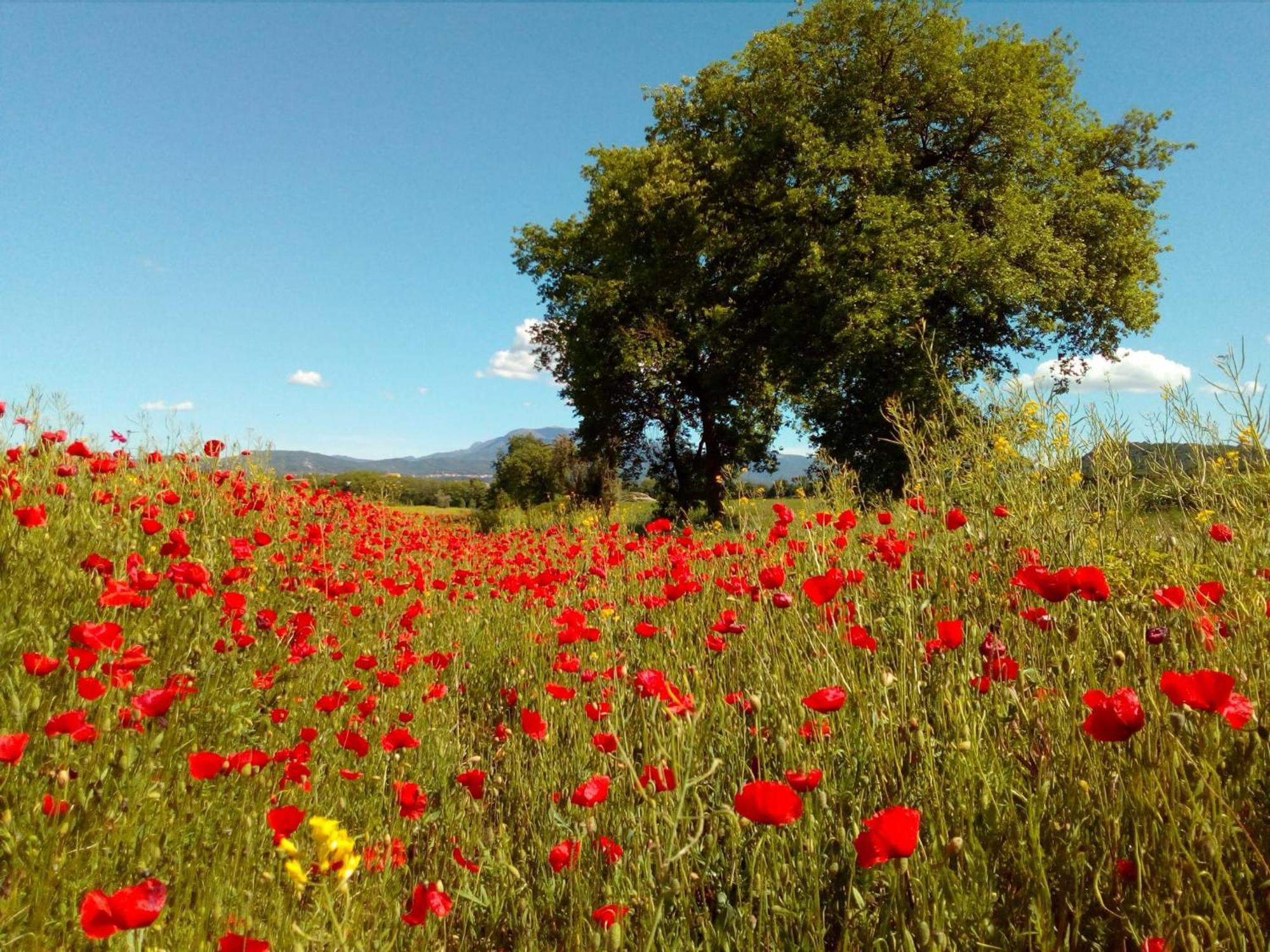 La Casa Vella El Bedorc Pension Piera Buitenkant foto